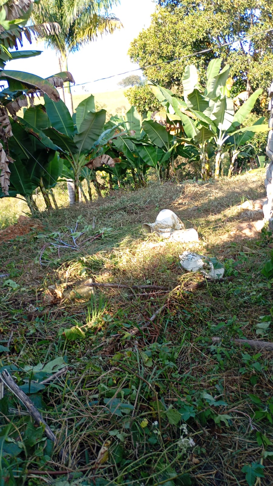 Pomar, outro trecho
