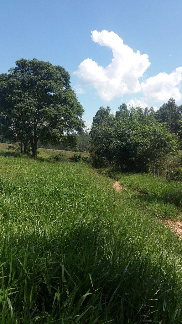 Área de pastagem