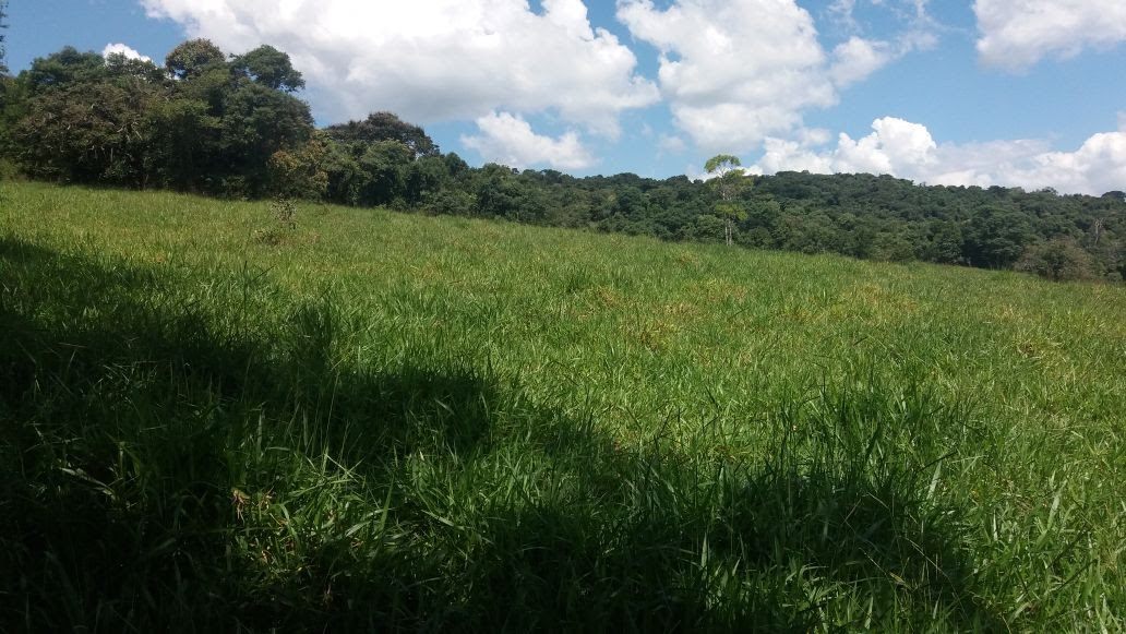 Área de pastagem, outro trecho