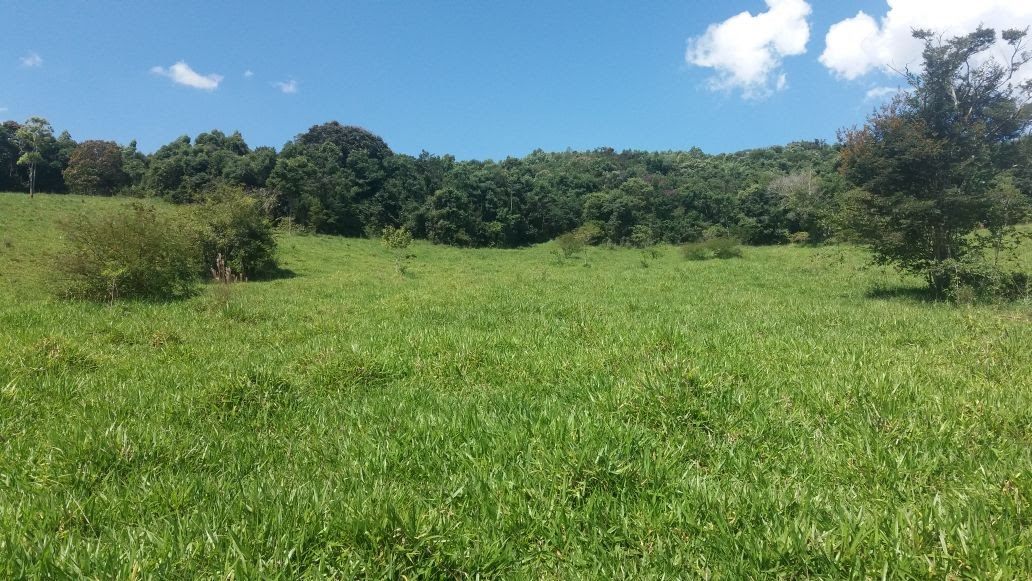Área de pastagem, outro trecho