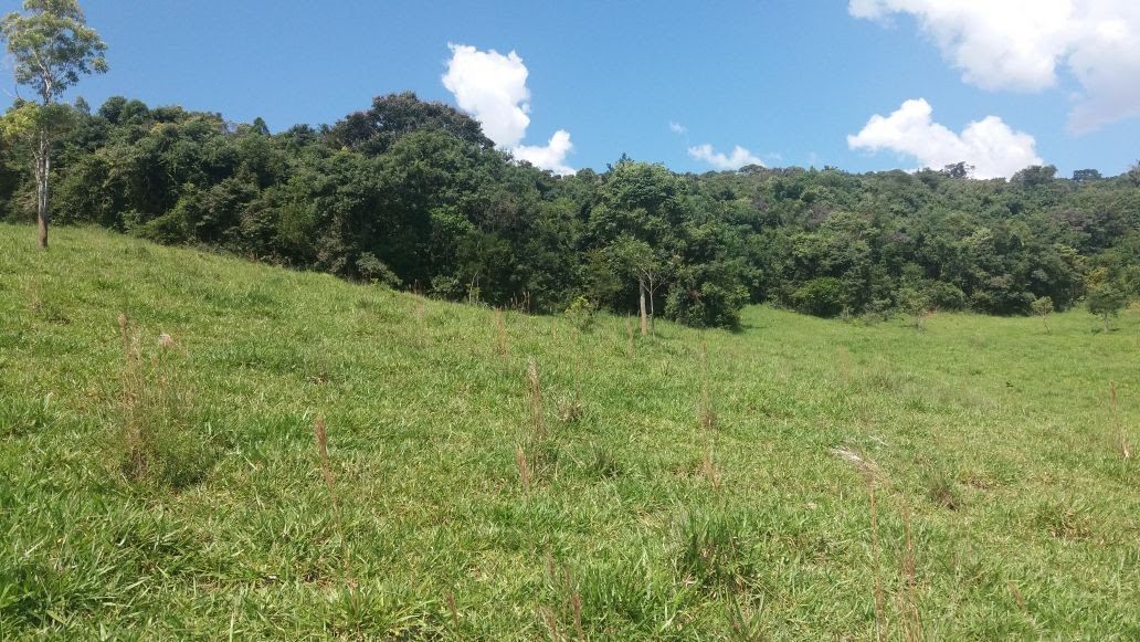 Área de pastagem, outro trecho
