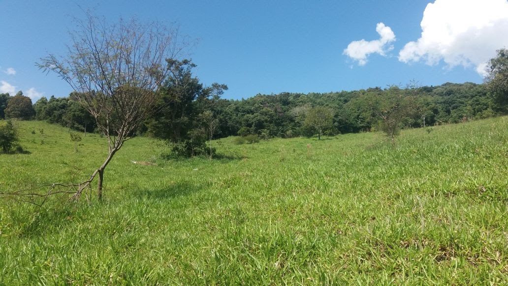 Área de pastagem, outro trecho