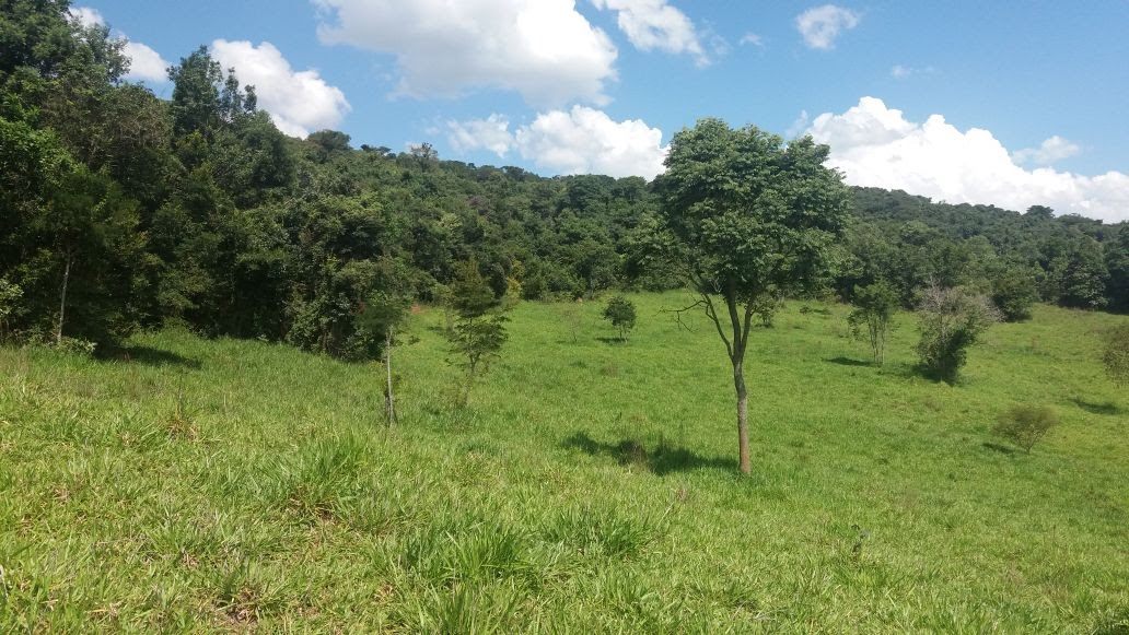 Área de mata e capoeira