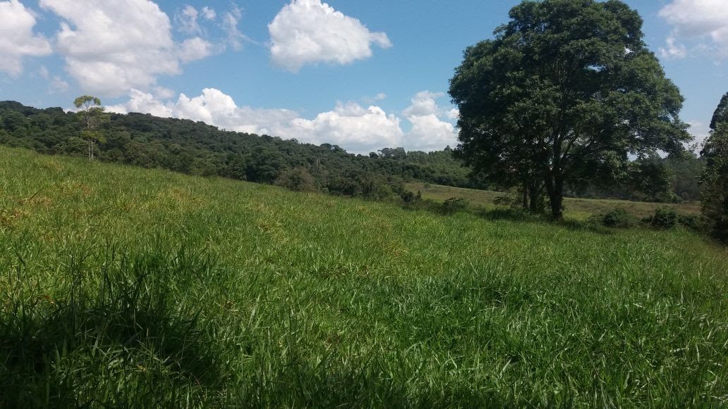 Área de mata, outro trecho