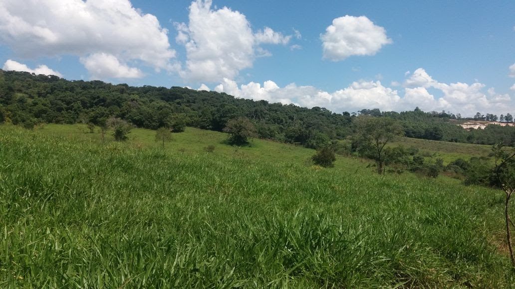 Área de mata, outro trecho