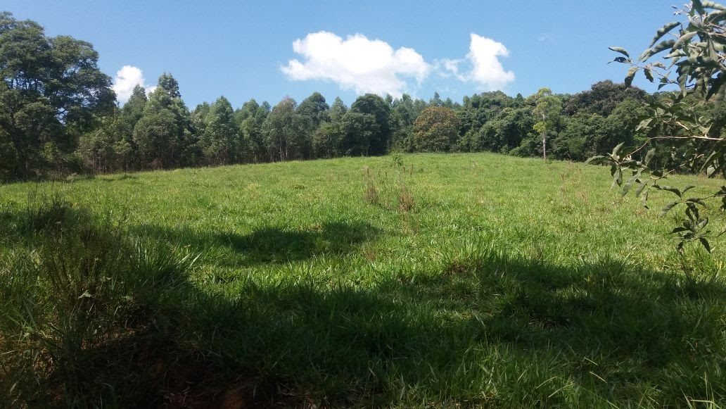 Área de mata, outro trecho