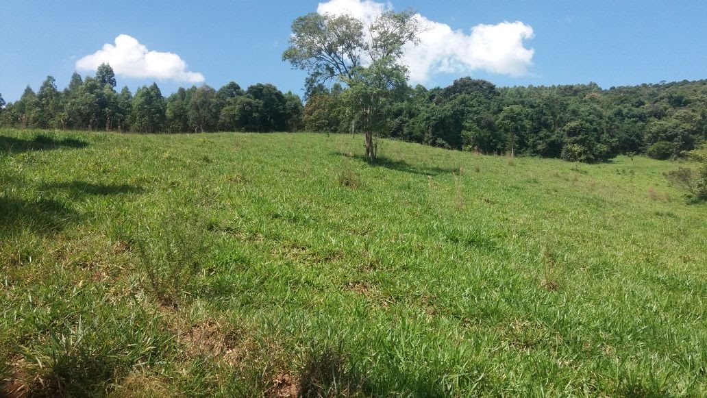Área de mata, outro trecho